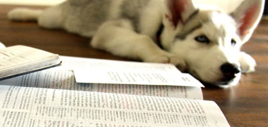The Dogs of the Bible & What They Teach Us #1