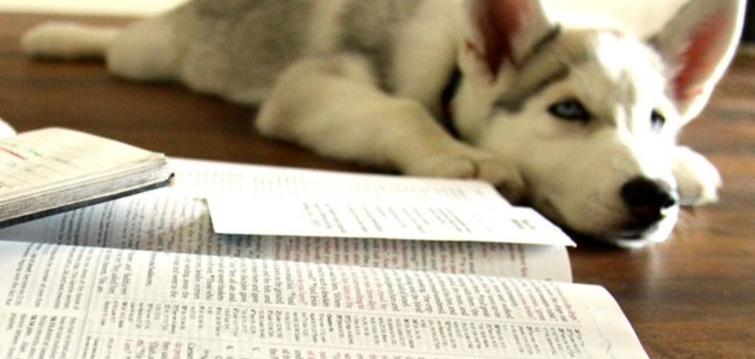 The Dogs of the Bible & What They Teach Us #1